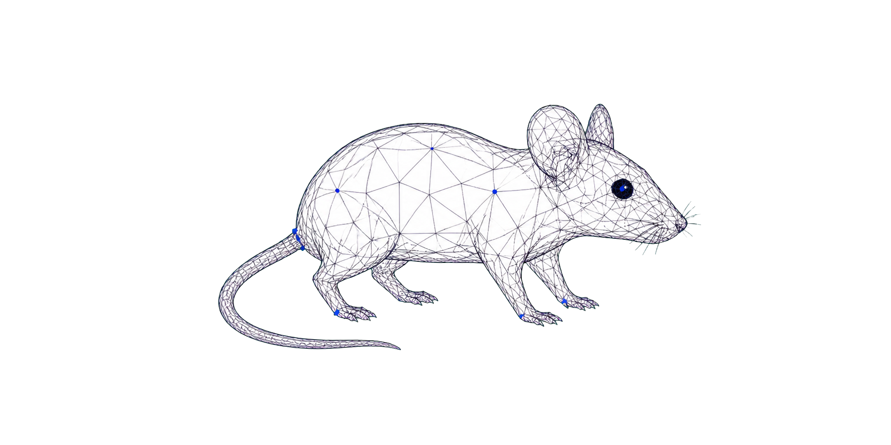 Wireframe laboratory mouse with motion-tracking landmarks